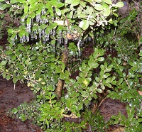 An ice-covered bush in De Funiak Springs, FL. Photo submitted to NWS Tallahassee via Facebook by Keith Wilson.
