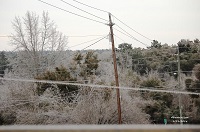 Trees and power lines glazed with ice in De Funiak Springs, FL. Photo courtesy of Keith Wilson.