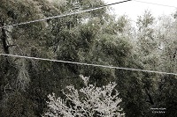 Trees and power lines glazed with ice in De Funiak Springs, FL. Photo courtesy of Keith Wilson.