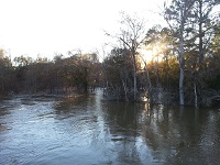 A downstream view of the swollen Ochlockonee River at the CR 154 bridge in Grady County, GA on December 26, 2014.