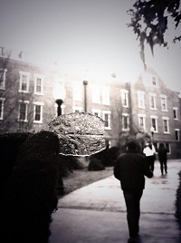 An ice-covered leaf on the FSU campus. Photo submitted to the NWS Twitter page by siduhhknee.