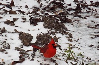 A cardinal amidst the sleet in Kinston, AL. Submitted to WTVY via Facebook.