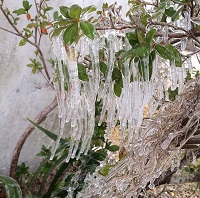 Icicles hang from a bush outside the Turlington Building in Downtown Tallahassee, FL. Photo submitted by the public via Twitter.