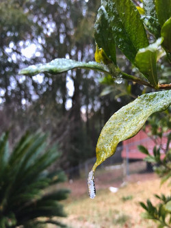 Ice on a leaf in Crestview, FL