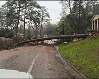 A tree that fell across Woodgate Way in Tallahassee, FL. Photo submitted via Facebook by Melissa Smith Jacoby.