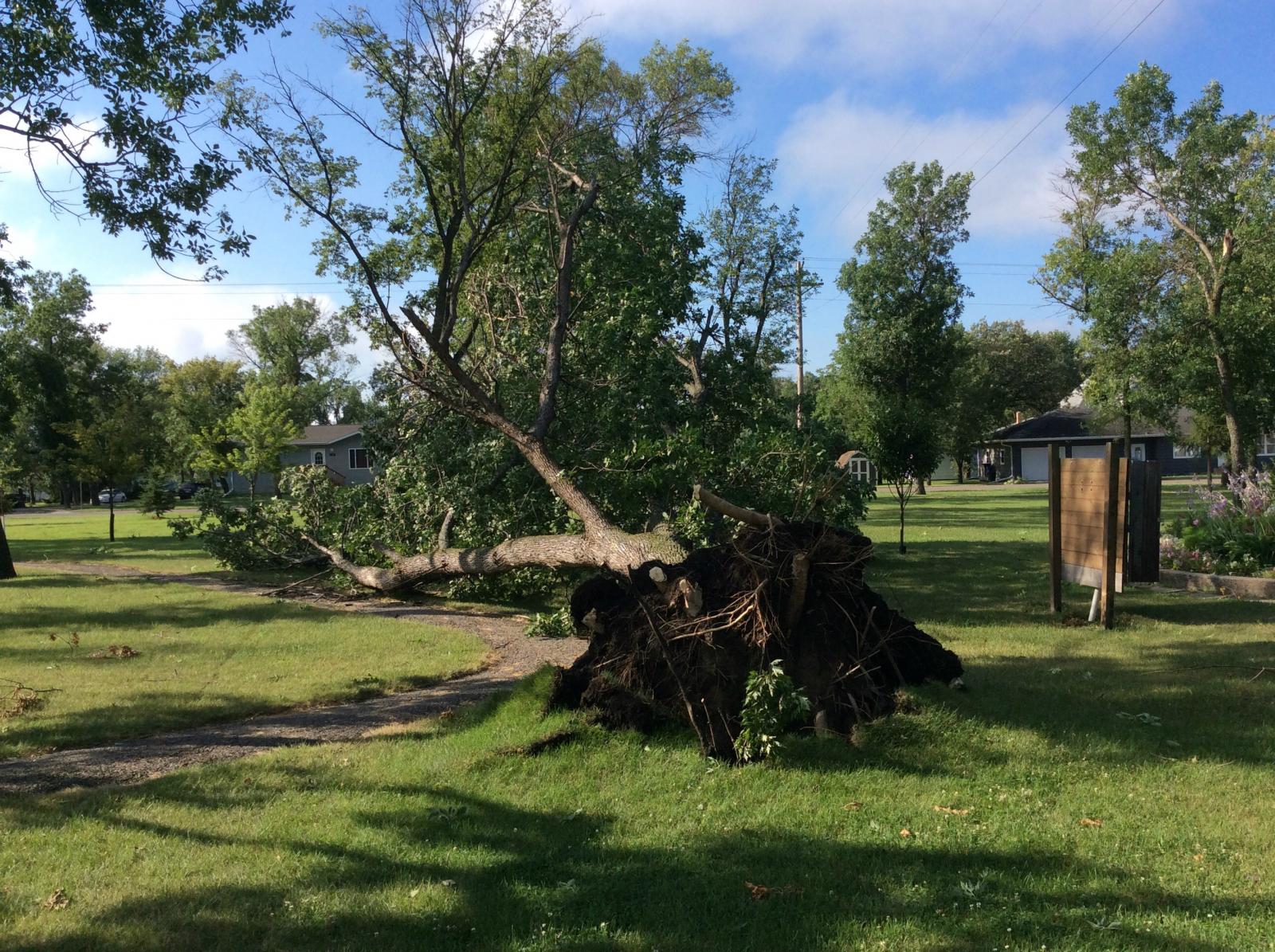 Tree uprooted in Groton Park
