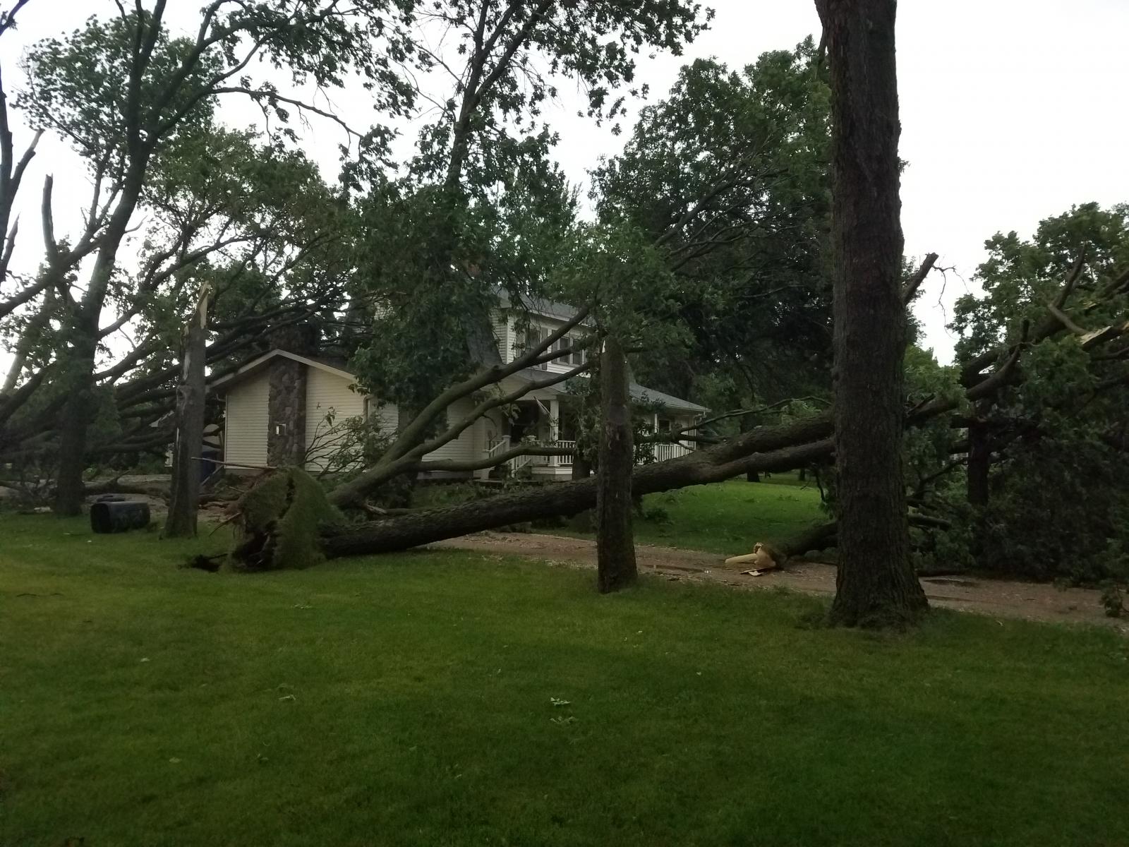 Uprooted tree in Clark, SD (Clark PD)