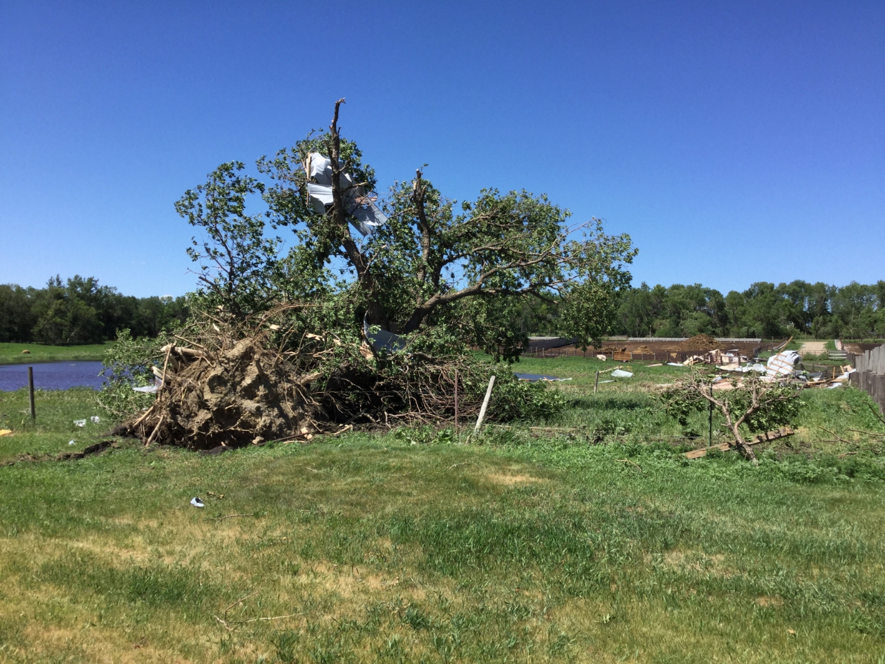 Tree uprooted and a part of the storage shed in the tree and to the north. (NWS Storm Survey)