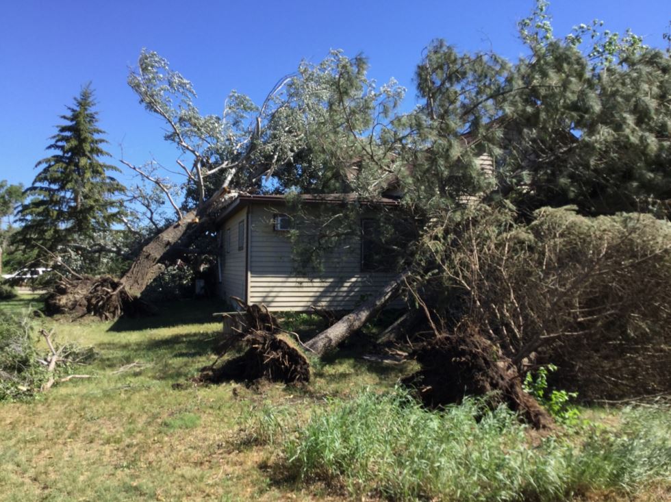 Uprooted trees on farm house  (NWS Storm Survey)