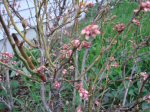 Blueberry bush getting ready to leaf out on March 31, 2012