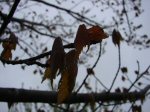 Maple tree beginning to leaf out on March 31, 2012