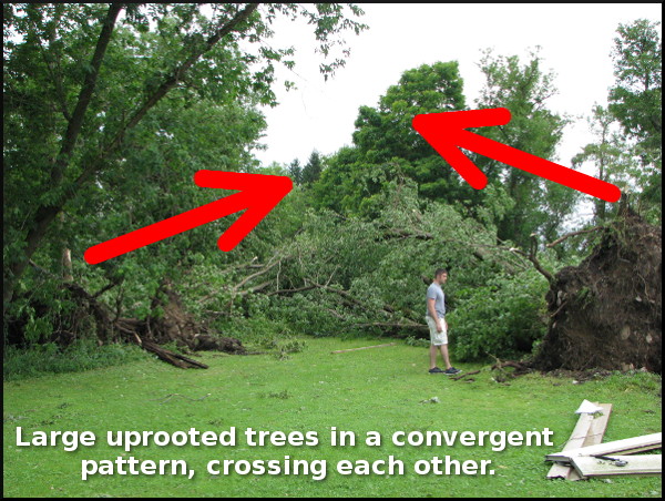 Large uprooted trees in a convergent pattern, crossing each other.