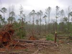 thumbnail of tree damage near Eutaw