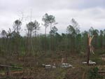 thumbnail of tree damage near Eutaw