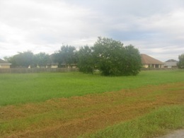 Photo of greenery around Brownsville at the end of the rainy period in September 2010 (click to enlarge)