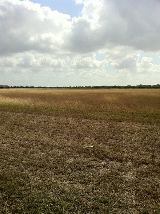 Parched fields on the north side of Brownsville, May 31st, 2011