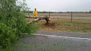 Photo of newly leafed mesquite tree uprooted along FM 1017 just west of Linn, Texas, on March 9, 2016
