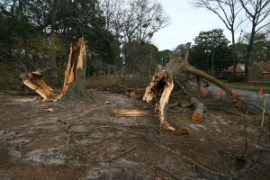 Tree damage from the Savannah microburst.