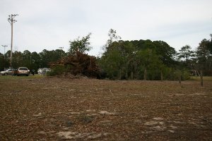 Tree damage from the Savannah microburst.