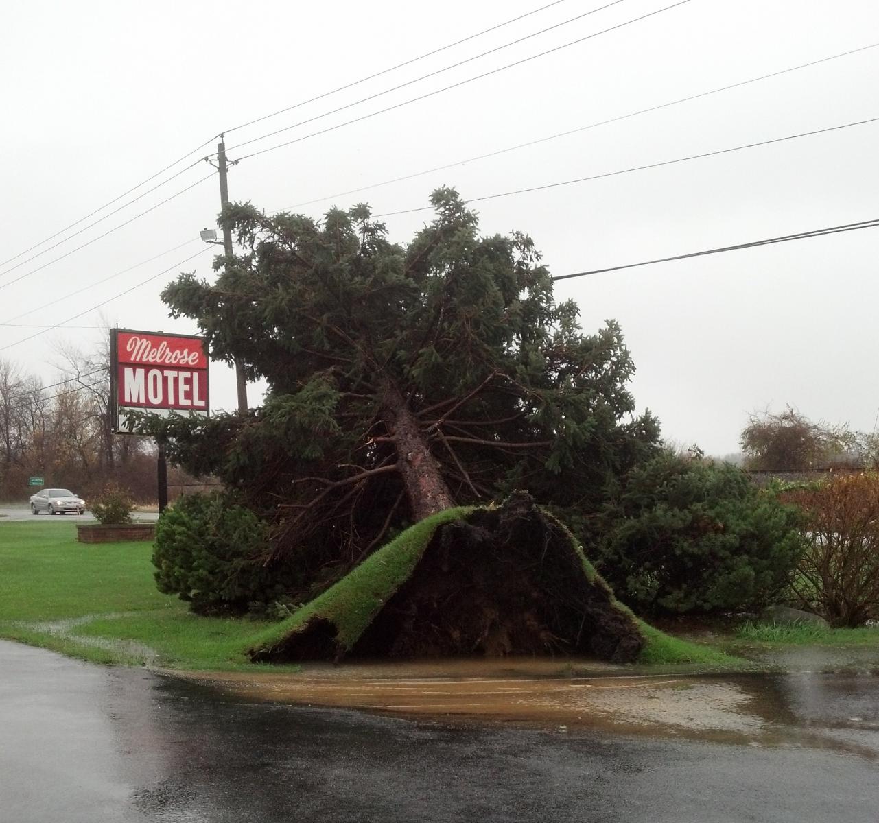 tree damage from Erie Co.