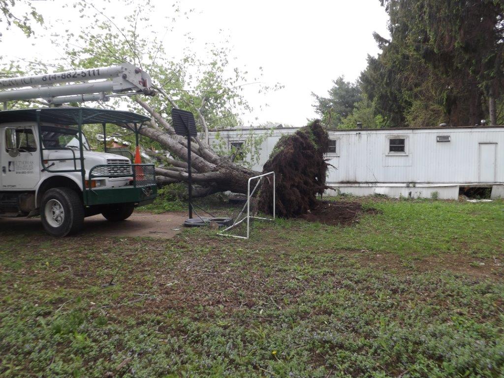 Photo of a fallen tree in Millcreek Township.