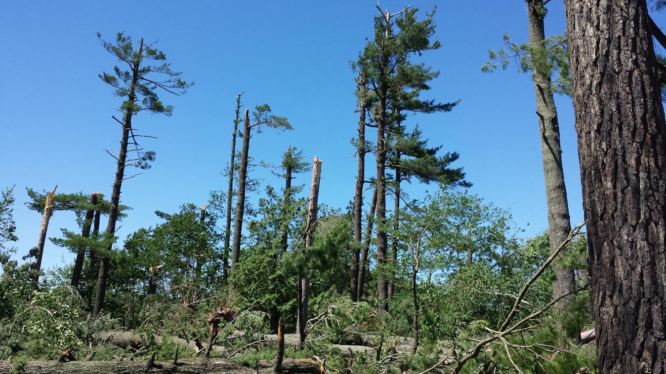 Tree damage near Rutgers along Highway 6