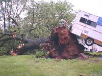 [ RV was backed against tree when strong winds uprooted it ]