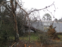 [ A second mobile home was damaged by an uprooted tree. ]