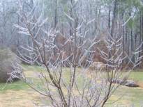 [ ice accumulation in trees ]