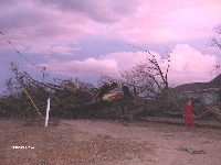 [ Massive tree felled in Wilcox County ]