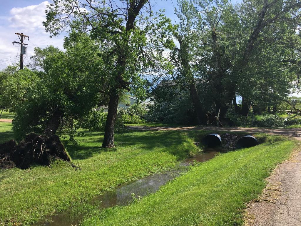 Tree damage in Armour, South Dakota