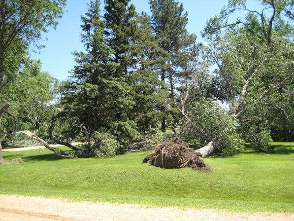 Large trees uprooted