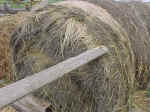 Wood piercing straw bale at farm near Mt. Vernon.