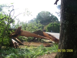 Extensive tree damage occurred across Cullman County with all three of the tornadoes.