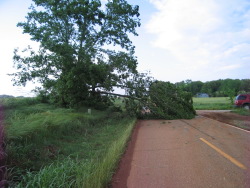 Minor tree damage caused by the tornado                        near Triana.