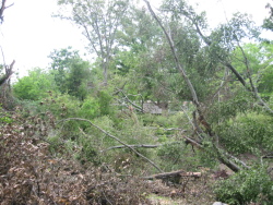 The most extensive tree damage was observed off Macabee Drive, where many trees fell in a convergent pattern. 