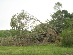 The tornado toppled a 4-foot diameter tree off Goose Pond Road and snapped off several medium to large branches.
