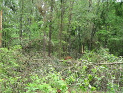 A large area of tree damage on the north end of the Blackwell Swamp.