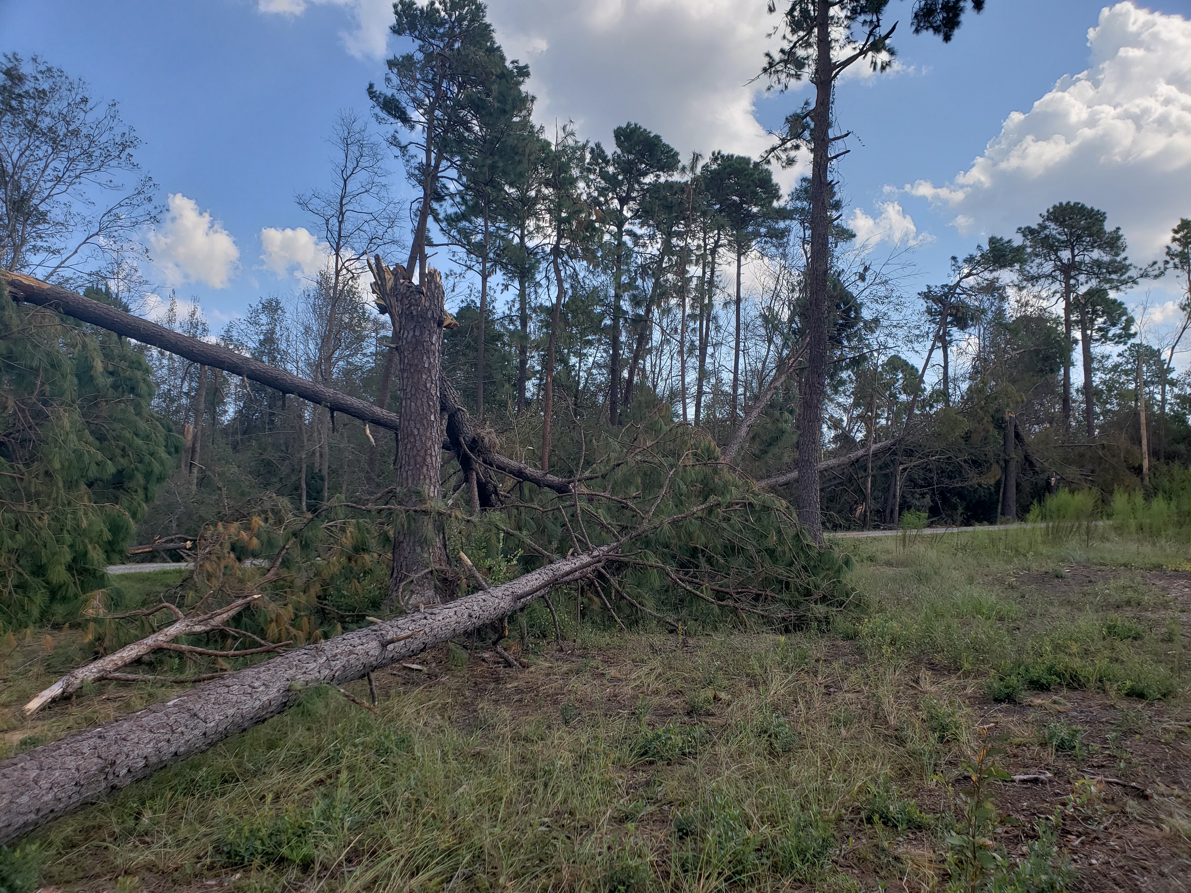 A pair of tornadoes touched down in the Bayshore community in northeastern New Hanover County during the evening hours of September 15th, producing this damage to trees.  Winds were estimated to have reached 85 mph. (Photo credit: NWS)