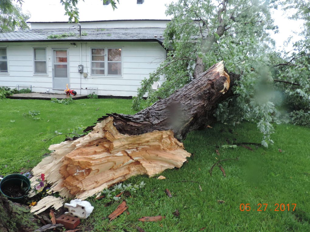 Photo of large tree snapped off at base in Brazito, MO.