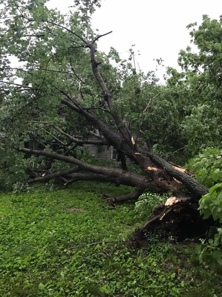 Photo of another large tree uprooted in Farmington, MO.