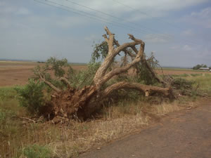 Tree downed by the strong winds west of Turkey.
