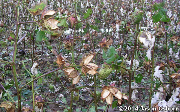These cotton plants were wiped out by hail near Black Oak (Craighead County) early on 10/07/2014.