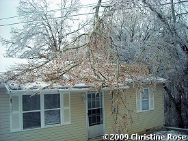 Tree damage was also extensive around Harrison (Boone County).