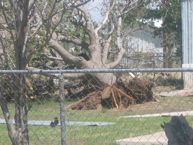 large, mature tree blown over by strong winds