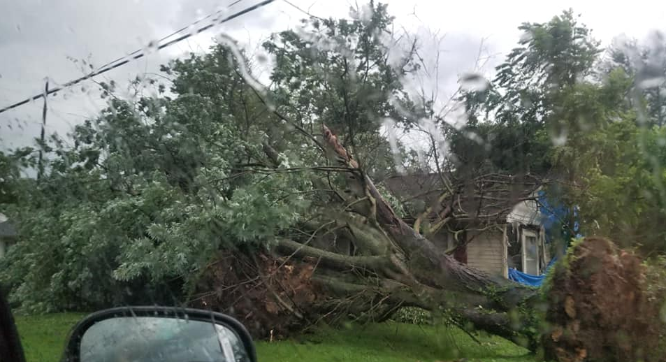 Photo of large uprooted tree at La Center, KY