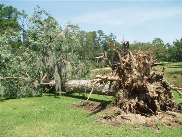 This image shows a large tree uprooted due to a downburst wind gust that occurred the evening of Tuesday, August 8, 2006, just east of Thomasville, GA.