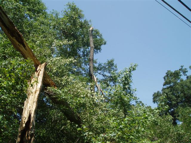 This image shows trees with their tops snapped off due to a downburst wind gust that occurred the evening of Tuesday, August 8, 2006, just east of Thomasville, GA.