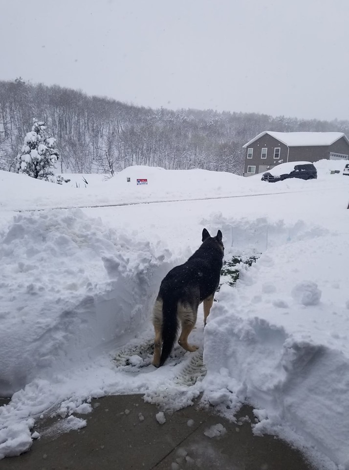 Dog trying to find a path in the snow near Deadwood