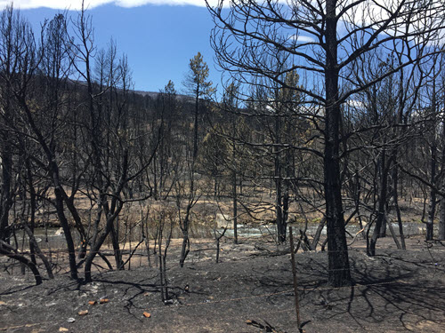 Ute Park Burn Scar